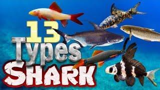 Top 13 Aquarium Sharks You’ll Love!