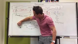 Metabolism Overview