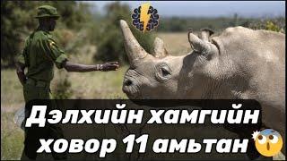 Дэлхийн хамгийн ховор 11 амьтан