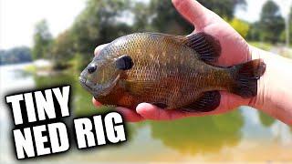 Desperate To Catch Fish? Try Fishing With Super Finesse NED Rig