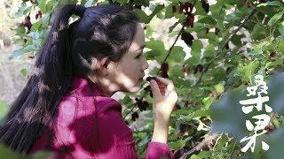 后山这颗桑葚熟了，一棵树摘了满满一篮子，泡罐酒再做了些桑果酱【滇西小哥】