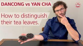 Dancong vs. Yan Cha oolong: how to distinguish their tea leaves