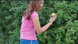 Vlog:Guava Picking | by Maricel Dupit