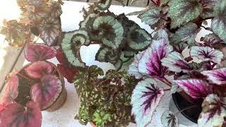 Rex Begonia (Blattbegonie) pflege