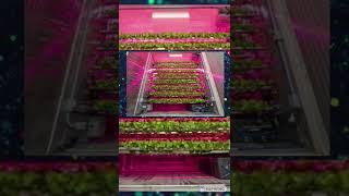 The vertical farm you need to know about | Cubic Farms