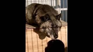 GANGSTA - BLACK CANADIAN WOLF