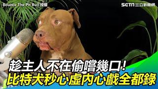 趁主人不在偷嚐幾口！比特犬秒露心虛眼神內心戲全都錄｜@setn