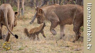  Fearless Honey Badger takes on 6 Lions  | Caught in the Act