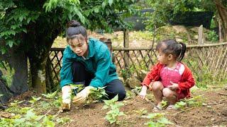 Vegetable Garden Care, Harvesting, Rustic Cooking, Mountain Life