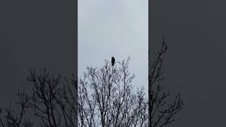 Carrion Crow On Tree In Early February #birds #avian #nature