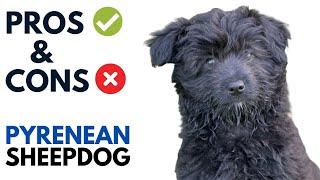 Pyrenean Sheepdog Pros and Cons | Chien de Berger des Pyrénées Dog Advantages and Disadvantages