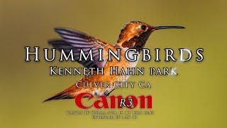 I finally get to shoot hummingbirds again at Kenneth Hahn Park - Canon R3,  600mm F4 & 1.4 extender!