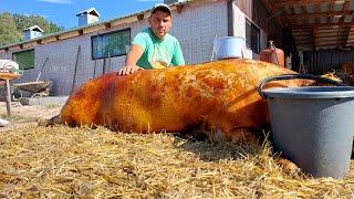 ТЮЛЕНЬ 190KG, САЛО ВПІКАЮ ДО ШКВАРКИ А ПОТІМ СОЛОМА