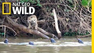 Jaguars vs. Giant Otters: Who Will Win? | Nat Geo Wild