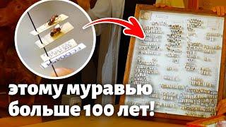 Мы восстановили энтомологическую коллекцию возрастом более 100 лет! Как это сделать правильно?