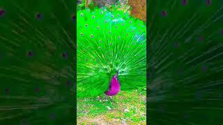 #favourite #lovely #natural #nature #nauterplay