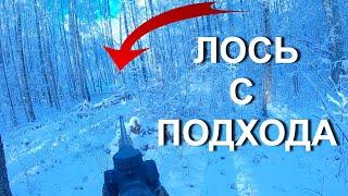 Охота НА ЛОСЯ с собаками, с подхода...