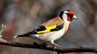 Голоса птиц. Щегол (Carduelis carduelis)