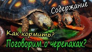 Уход за черепахами. Как содержать сухопутных черепах?