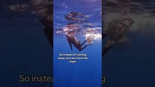 Tiger Shark Chasing Me🫣 #shark #sharks #tigershark #sharkdiving : mermaid.kayleigh