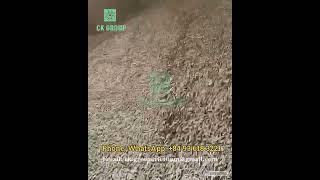 Processing of Making Biofuel  Wood Pellets at Factory 9, CK Group Wood Pellets in Vietnam