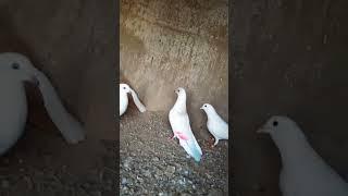 Ya Rang wali kia hai batio to ️️#pigeon #kabutars #aliwal #viral #trends