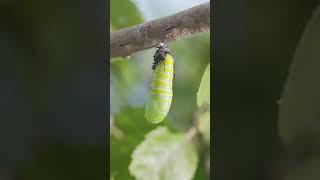 Monarch Butterfly Caterpillar Metamorphosis