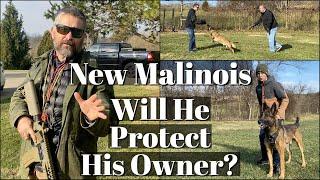 New Malinois - Will He Protect His Owner?