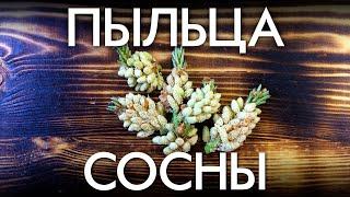 ПЫЛЬЦА СОСНЫ