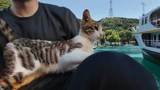 Stray Cat Friendship Begins with a Lap Climb! 