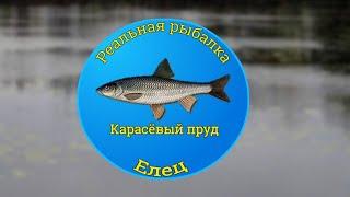 Как поймать Елеца на Карасёвом пруду! [NEW] | Реальная Рыбалка