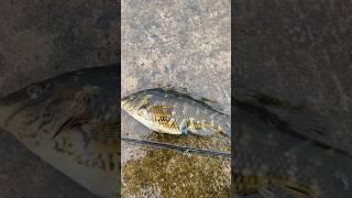Aught my first wrasse and some munk fish today #fypp #fishing #gofishi #fish #fishinggear #fypppp