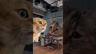 Cats Talk About Being Stressed #mystaycation #shorts #hotels #catsmeme