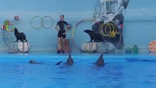 Дельфинарий / Dolphinarium /  Relax