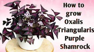 How to grow Butterfly/Oxalis Plant | Simple way of Indoor Plants Repotting || Oxalis Plant Repotting