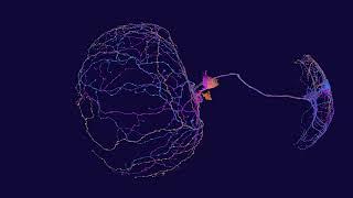 ventrolateral clock neurons
