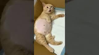 ولاده قطه متعصره سبحان الله#shorts