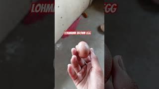 Weirdest Lohmann Brown Egg