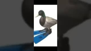 Dancing Duck meme 