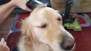 Funny & Silly Dog Loves To Be Vacuumed - English Cream Golden Retriever 3 Years Old