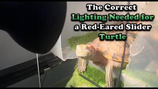 Lighting Requirements for a Red-Eared Slider and Other Aquatic Turtles