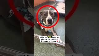 Nobody wanted to look at him ️ #shorts #dog