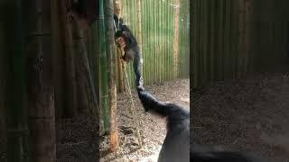 Baby chimp discipline by momma chimp