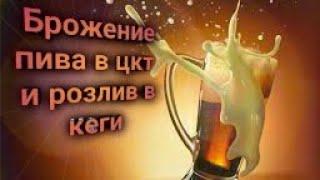 Брожение пива в цкт. Розлив пива в кеги. двухварочный порядок своими руками.