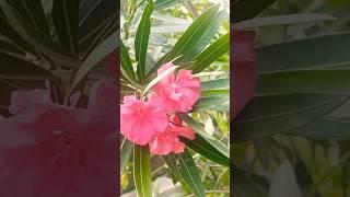 #momsmagichand #gardening #homegarden #nature #like #share #subscribe #shortsfeed #garden #trending