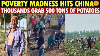 Poverty Madness Hits! Thousands Rush to Farmers’ Land, Grabbing 500 Tons of Potatoes, Farmers Crying