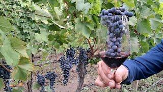 How to make pure, red wine at home? Can you make wine without chemicals organic?