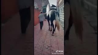 #Buzkashi #Kokpar #Kokboru #Horse #sport