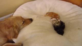 Big Dog Watching His Three Little Foster Kittens Playing On His Bed - 4 Weeks Old