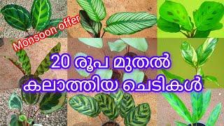 Calathea plants for sale /8891226771/starting @20/-